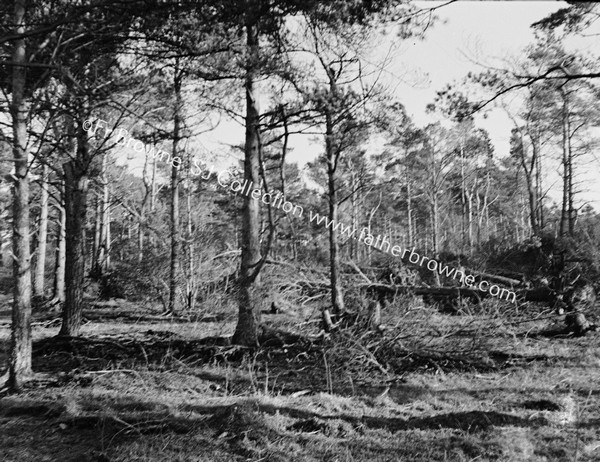 FOREST WITH FALLEN TREES